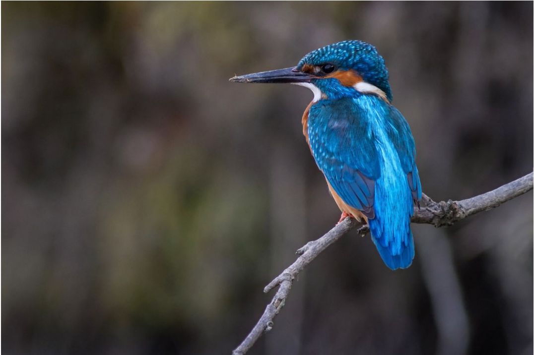Rožmberk není jen město pro vodáky