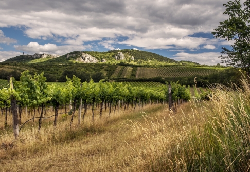 Velké Bílkovice jsou centrem vinařské turistiky